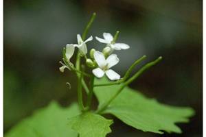 Alliaire officinale