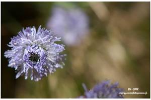 Globulaire à tige nue