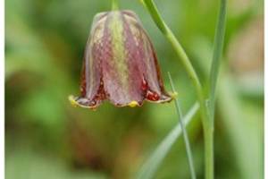 Fritillaire des Pyrnes
