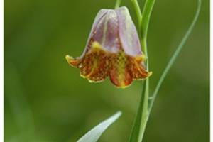 Fritillaire des Pyrnes