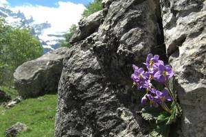 Photo : Ramonde des Pyrénées Ramonde des Pyrénées