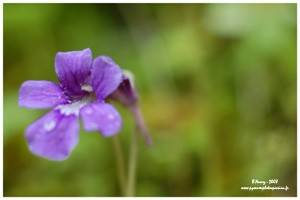 Photo : Fleur de la grassette vulgaire Fleur de la grassette vulgaire