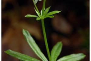 Asprule odorante