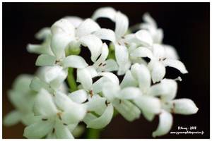 Asprule odorante