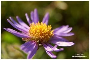 Aster des Alpes