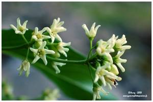 Dompte-venin officinal