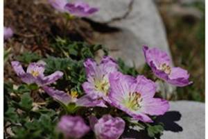 Geranium cendr