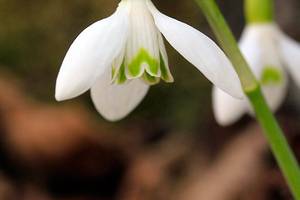 Perce neige sur le plateau de l'Aubrac