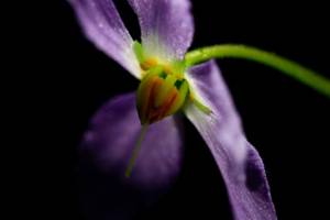 Photo : Ramonda myconi Ramonda myconi