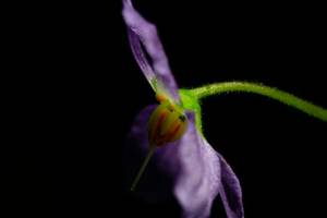 Photo : Ramonda myconi Ramonda myconi