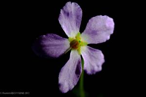 Photo : Ramonda myconi Ramonda myconi