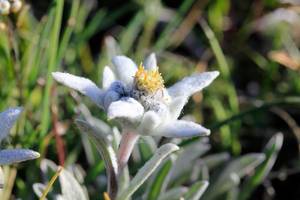 Edelweiss dans les Hautes-Alpes