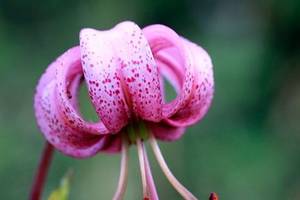 Macro sur Lis Martagon
