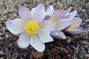 Photo : Anemone printaniere Anemone printaniere