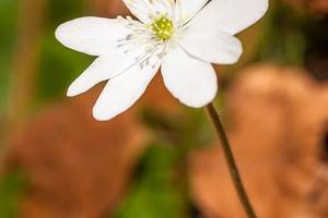 Hepatica nobilis