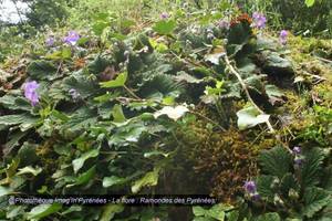 Photo : Ramonde des Pyrénées Ramonde des Pyrénées