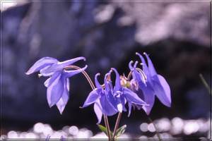Photo : Ancolie des Pyrénées ? Ancolie des Pyrénées ?