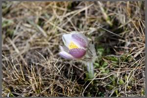 Anmone pulsatille