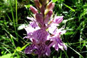 Fleur des Pyrnes Orchis