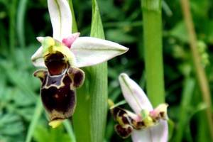 Photo : Ophrys becasse Orchidacée terrestre européenne Ophrys becasse Orchidacée terrestre européenne