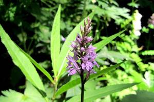 Fleur ramasse lors de la randonne au Lac du Lauvitel dans les Alpes