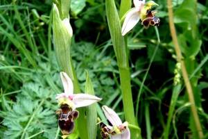 Photo : Ophrys becasse Orchidacée terrestre européenne lors d'une randonnée à Estaing en Aveyron Ophrys becasse Orchidacée terrestre européenne lors d'une randonnée à Estaing en Aveyron