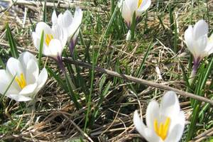 Crocus: Fleurs d'Aubrac en Lozre Col de Bonnecombe et Lac de Born