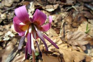 Fleur des sous bois, randonne  Ampiac