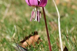 Dent-de-chien (Erythronium dens-canis)