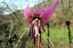 Dent de chien, fleur prs de Rodez 