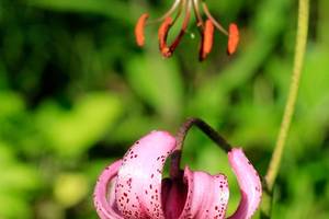 Fleur de montagne : Lis Martagon dans les Alpes