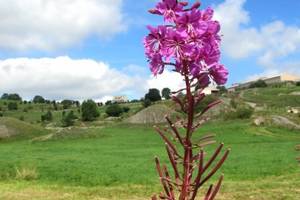 Fleur d'Aubrac, prs de la Cascade du Droc