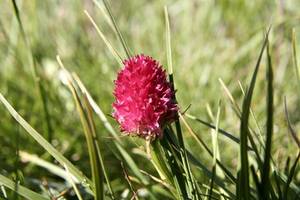Fleur dans les Alpes vers le lacs des Gardioles