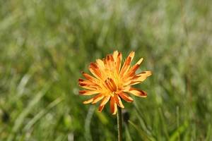 Crpide orange, crpide dore