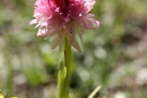 Fleur des Alpes
