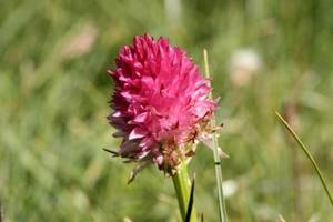 Nigritelle rose des Alpes