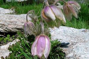 Photo : Pulsatille souris Pulsatille souris