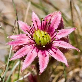 Fleur de montagne : Joubarbe