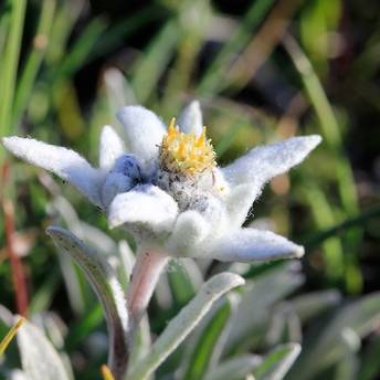 Edelweiss en montagne