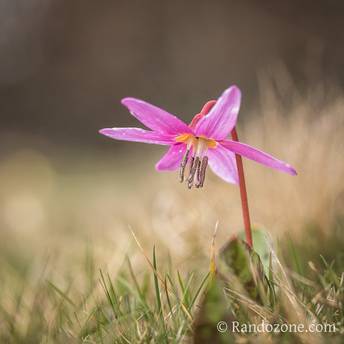 Fleur de montagne : Dent de Chien