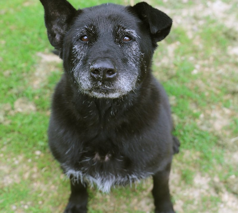 Urgent - JIMm - x beauceron 12 ans - Refuge de Jouvence à Messigny (21) 7BUVxzgQcf8yBA40LDwh6comxxgzX2qr